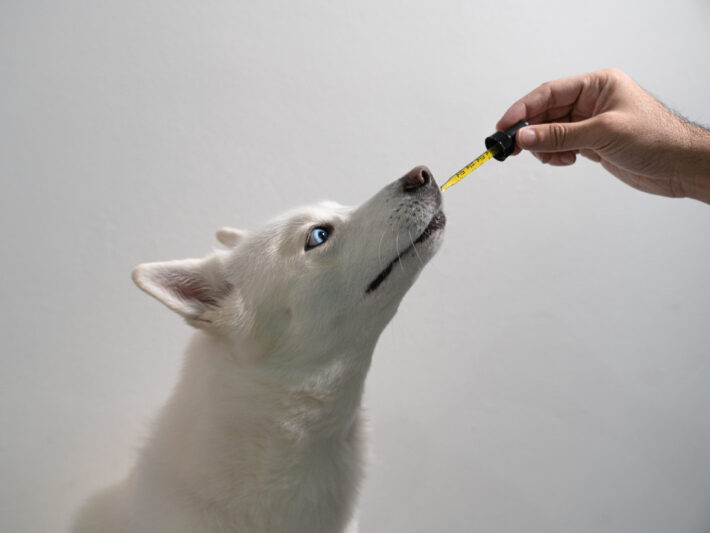 CBD Oil Canada | cbd oil for dogs in canada | cbd oil for cats canada | dog cbd oil near me
