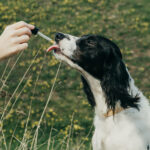 CBD Oil Canada | cbd oil for dogs canada | CBD Oil Canada | dog cbd oil near me