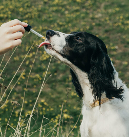 CBD Oil Canada | cbd oil for dogs canada | CBD Oil Canada | dog cbd oil near me