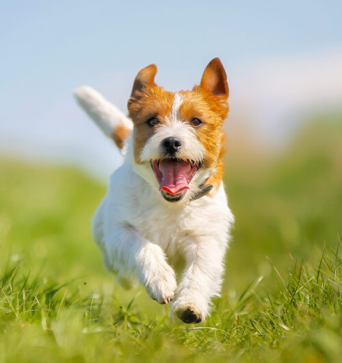 CBD Oil Canada | cbd oil for dogs in canada | cbd oil for cats canada | dog cbd oil near me