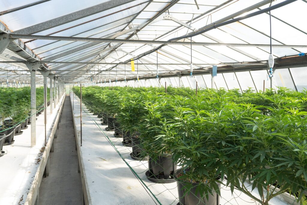 Lush hemp greenhouse cultivating thriving plants, symbolizing the sustainable growth and potential of the hemp industry for Nunavut CBD Oil