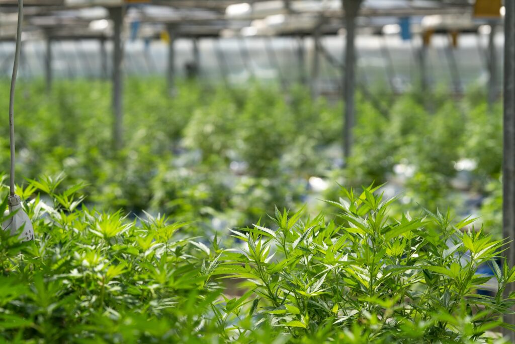 An expansive CBD Ontario hemp greenhouse, filled with thriving hemp plants cultivated for CBD production