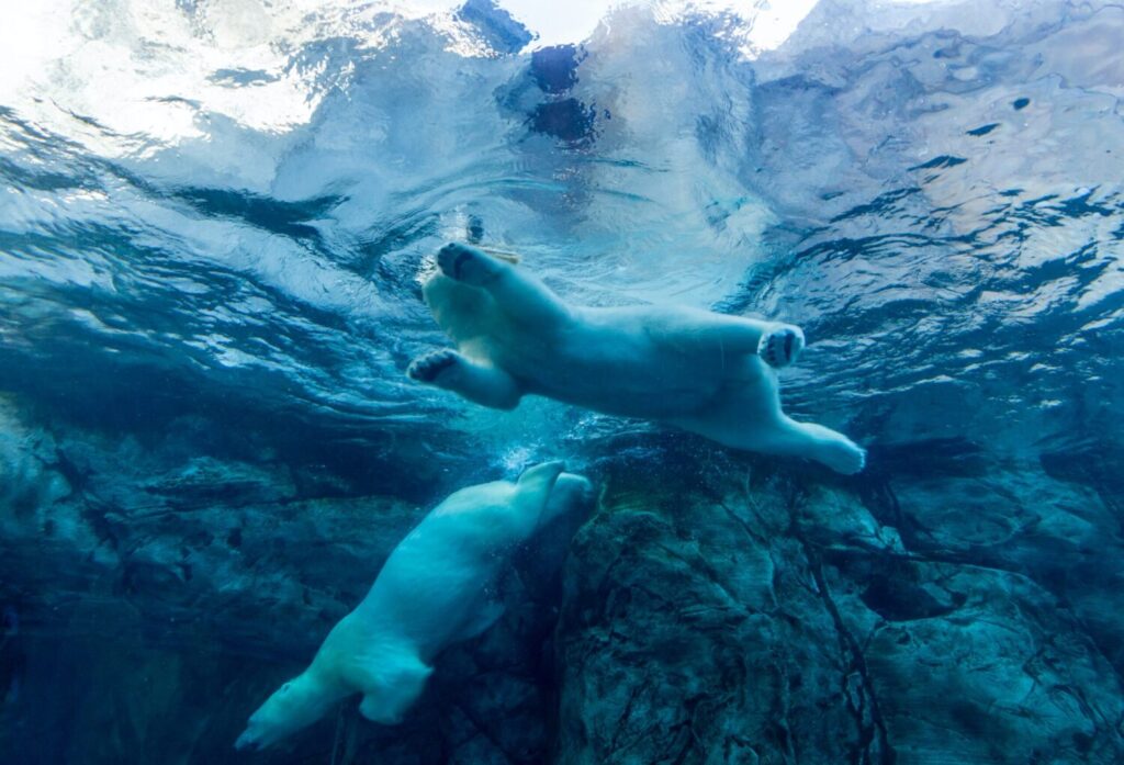 Polar bears swimming gracefully in a zoo enclosure
