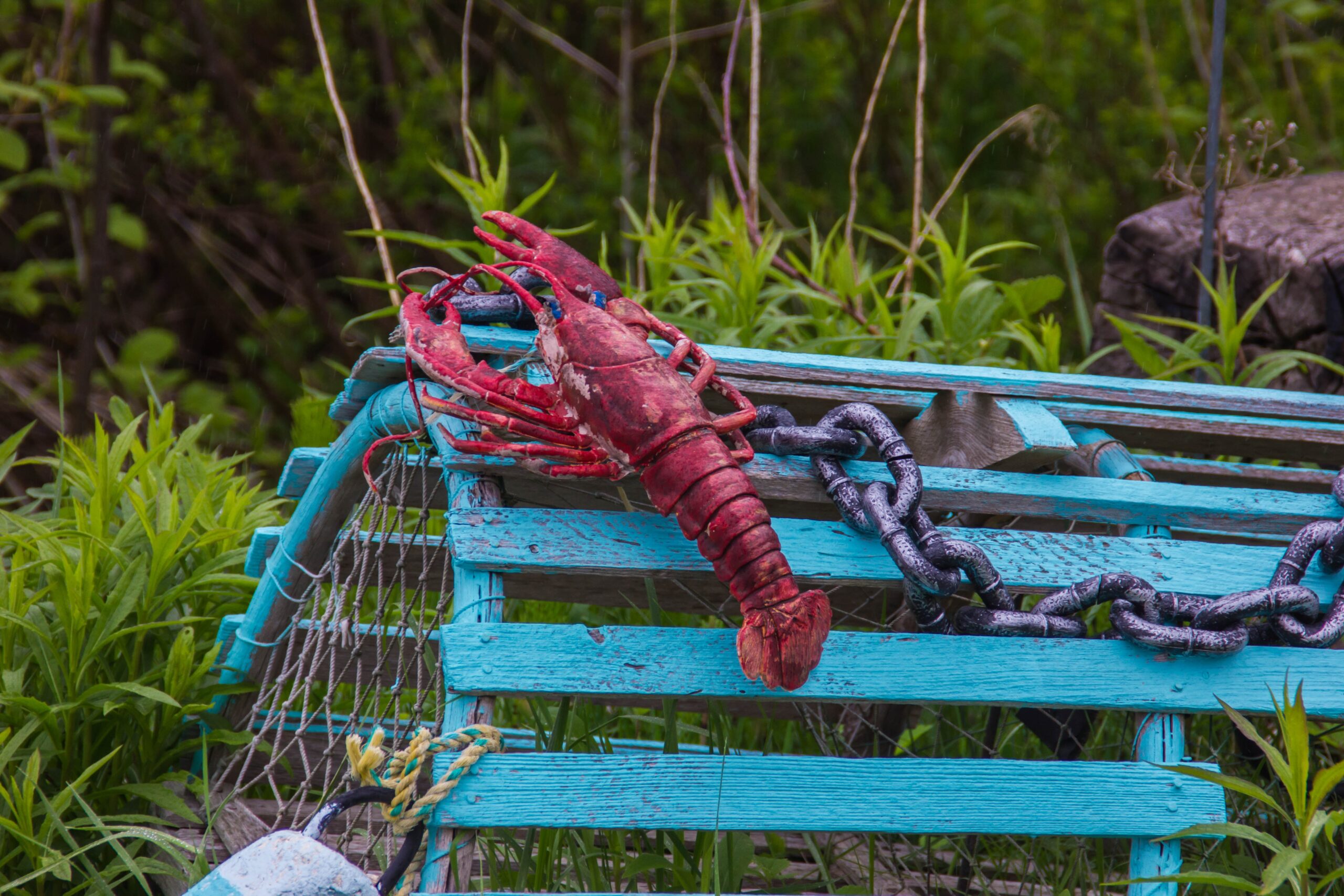 A vibrant lobster in Nova Scotia, symbolizing the rich seafood culture of the region and highlighting the connection to CBD Oil Canada