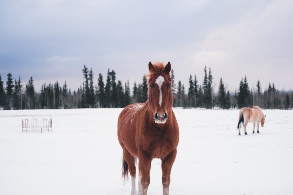 This captivating image showcases the harmonious blend of the majestic outdoors, the noble presence of horses, and the beneficial properties of CBD oil Canada