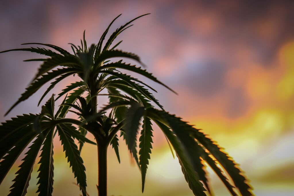 Hemp plant in pink sunset, symbolizing CBD oil new brunswick: A vibrant pink sunset backdrop sets the stage for a resilient hemp plant. Its lush leaves and sturdy stalk represent the growth and potential of CBD oil in Canada. The scene captures the harmonious fusion of nature's beauty, the therapeutic qualities of hemp, and the flourishing CBD industry in the country.