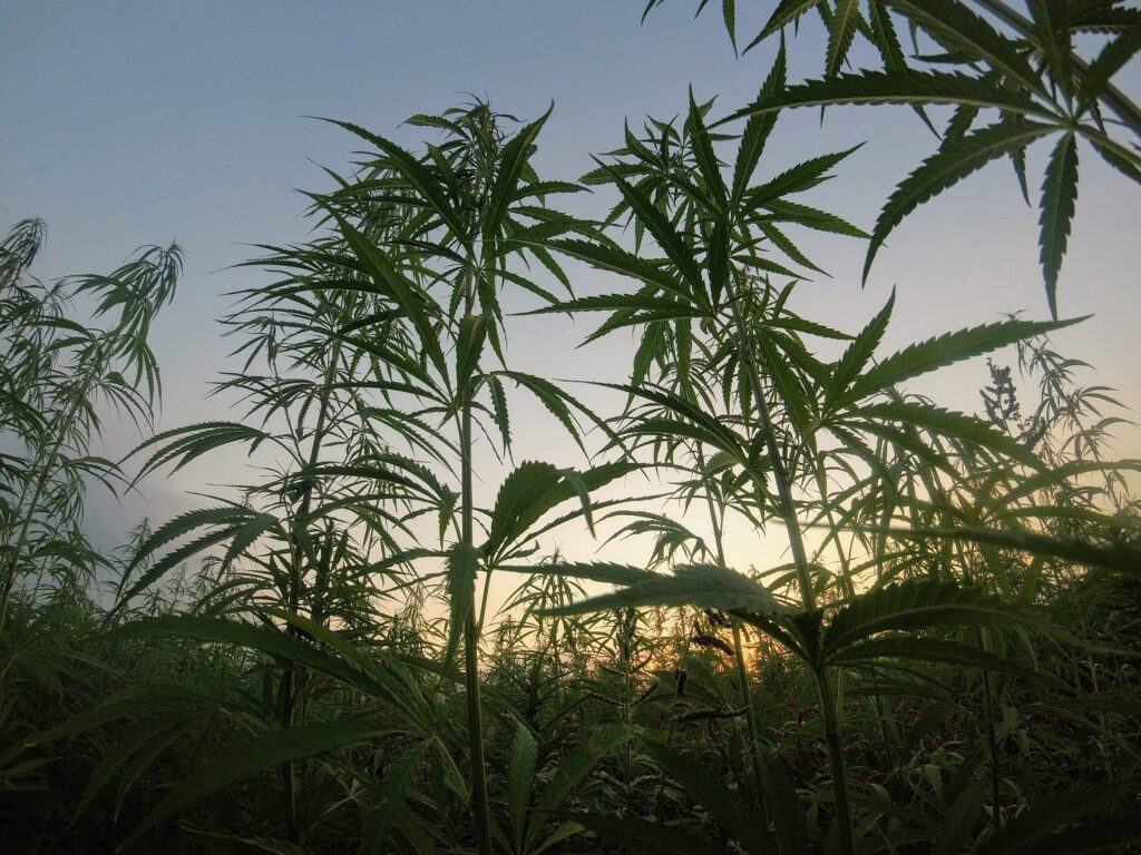 Vast field of thriving hemp plants basking in the warm glow of a Canadian sunset, symbolizing the natural origins and growth of CBD Oil Saskatoon