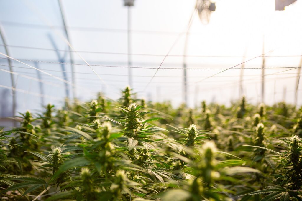 Hemp farm in a green house, representing CBD oil newfoundland production: A thriving hemp farm is showcased within the walls of a green house, highlighting the dedicated cultivation of hemp plants for CBD oil production in Canada